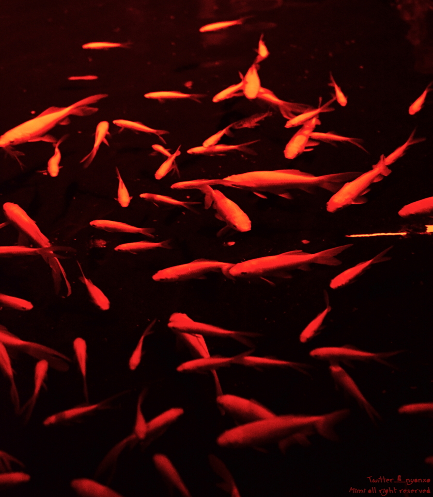 artaquarium