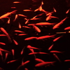 artaquarium