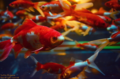 artaquarium