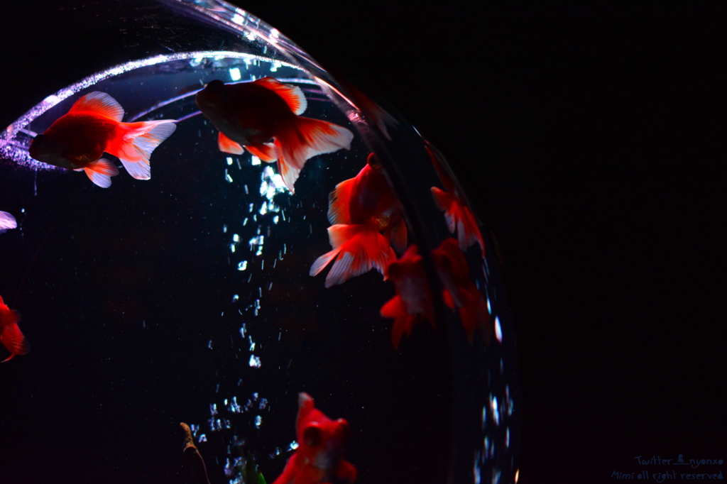 artaquarium