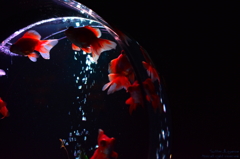 artaquarium