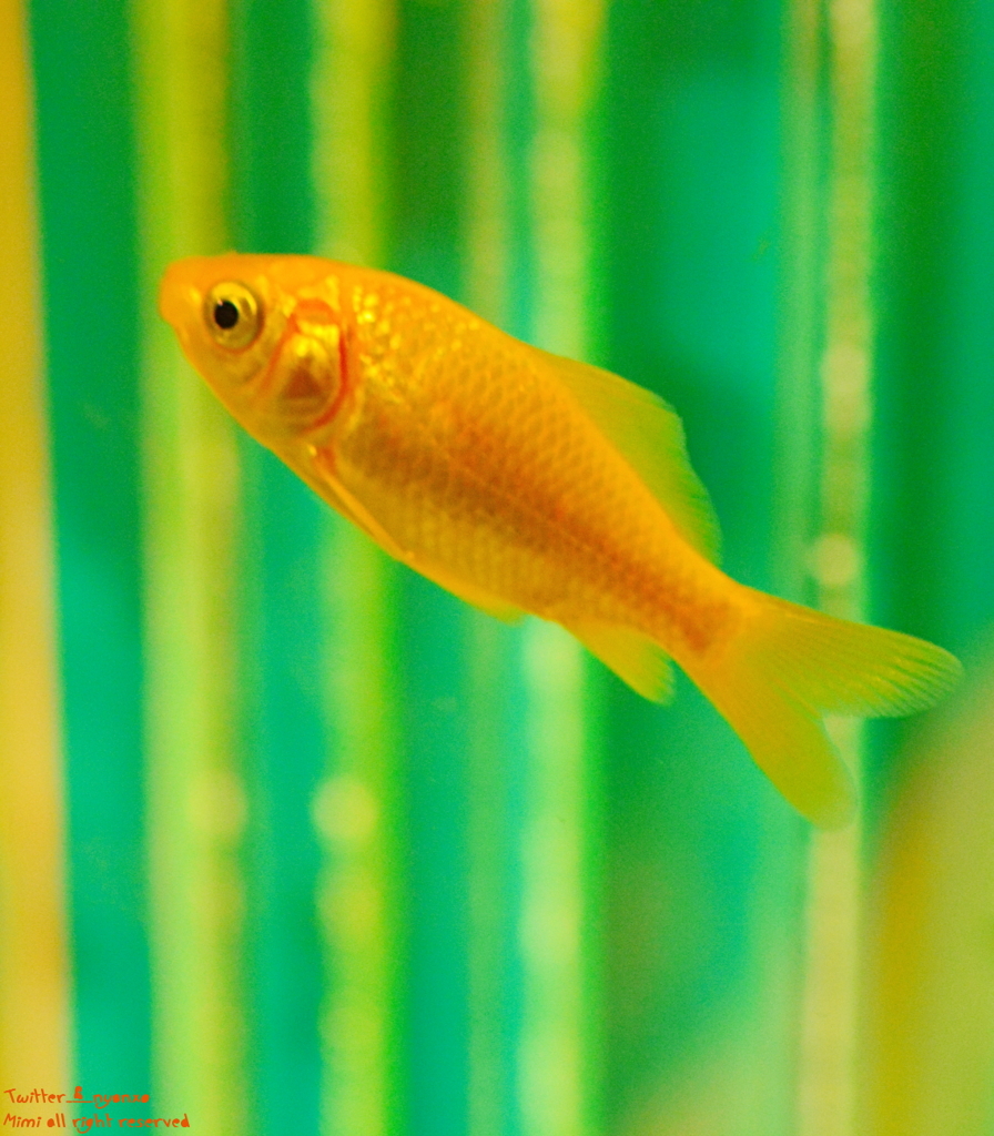 artaquarium