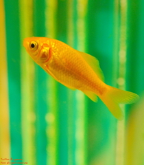 artaquarium