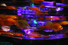 artaquarium