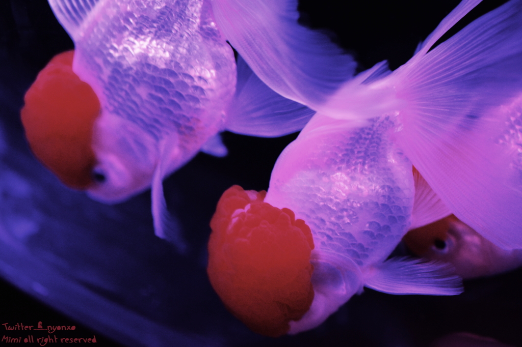 artaquarium