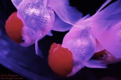 artaquarium