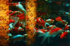 artaquarium