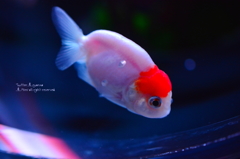 artaquarium
