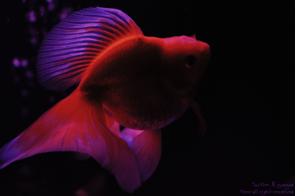 artaquarium