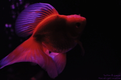 artaquarium