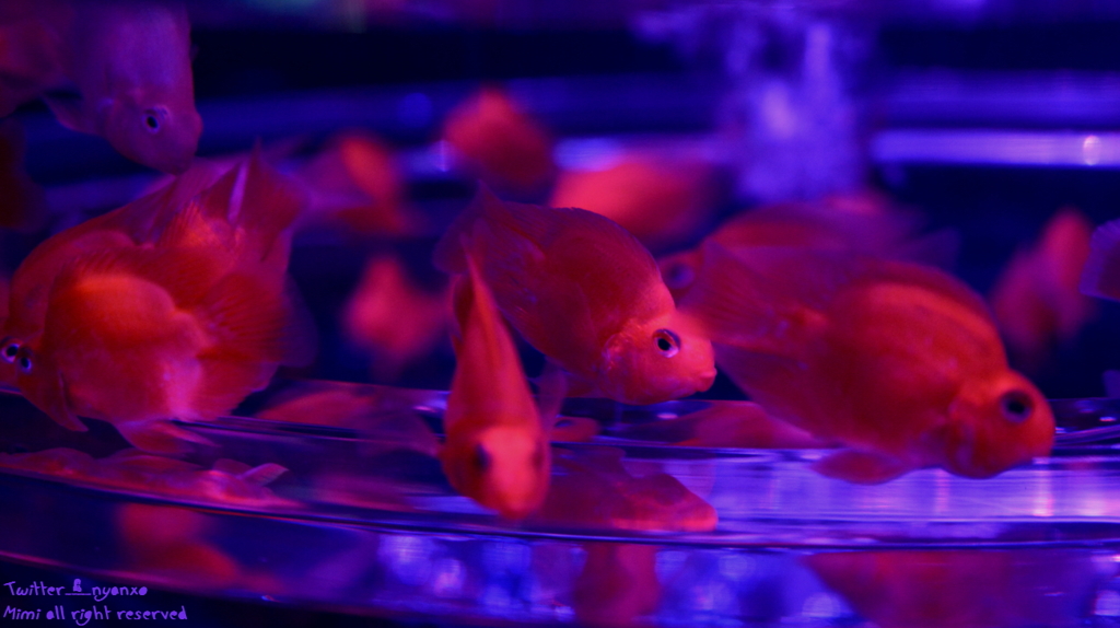 artaquarium