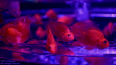 artaquarium