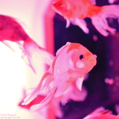 artaquarium