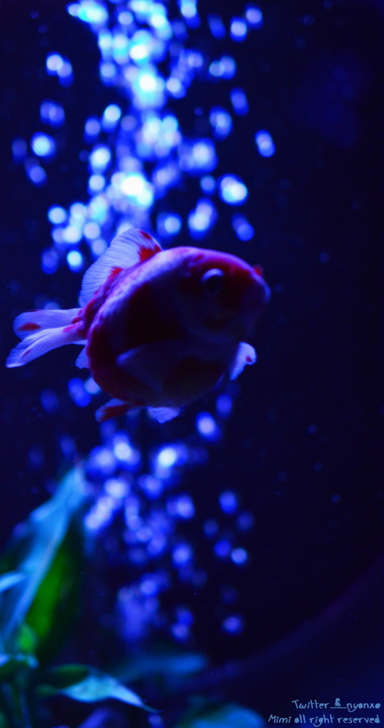artaquarium