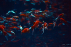 artaquarium