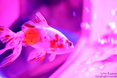 artaquarium