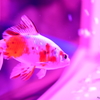 artaquarium