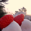 春と苺大福