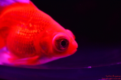 artaquarium