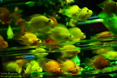 artaquarium