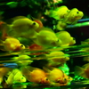 artaquarium