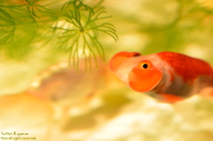 artaquarium