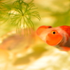 artaquarium
