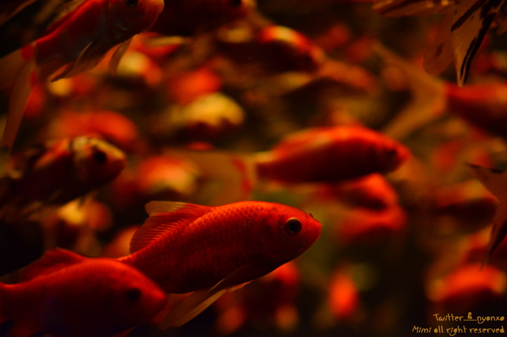 artaquarium