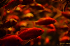 artaquarium