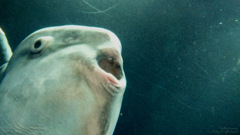 マンボウ