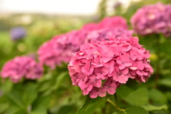 紫陽花に魅せられて。