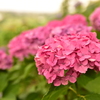 紫陽花に魅せられて。