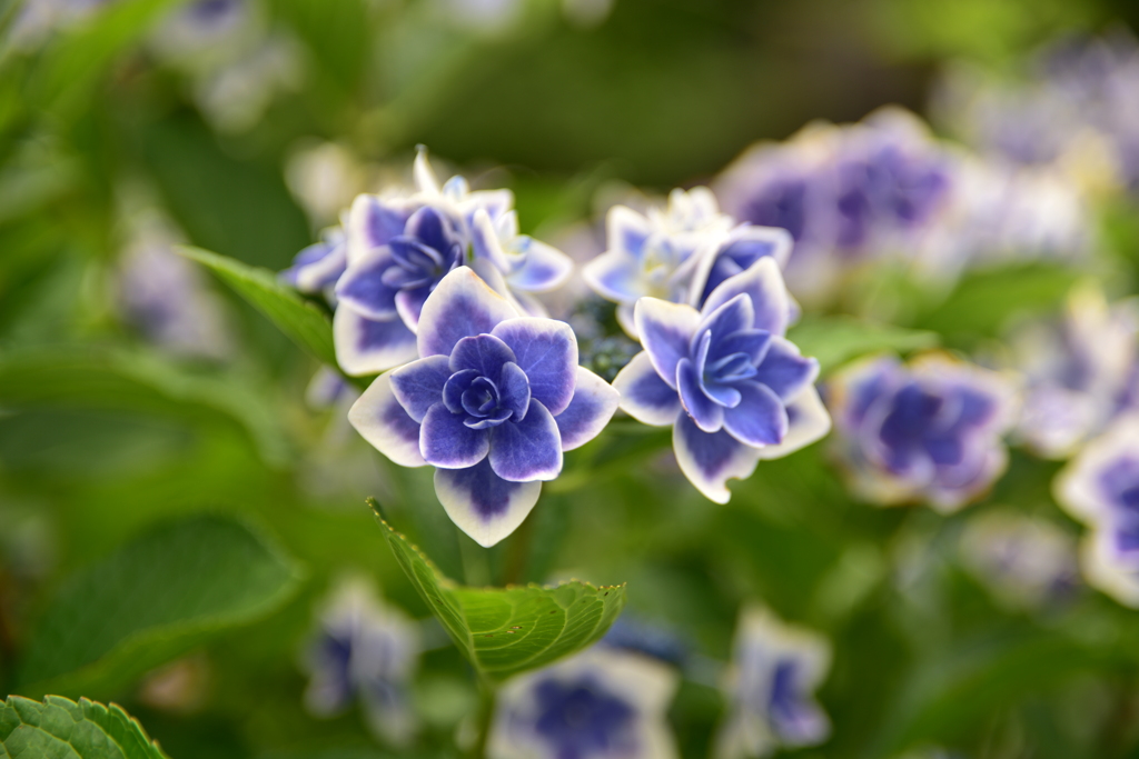紫陽花に魅せられて。