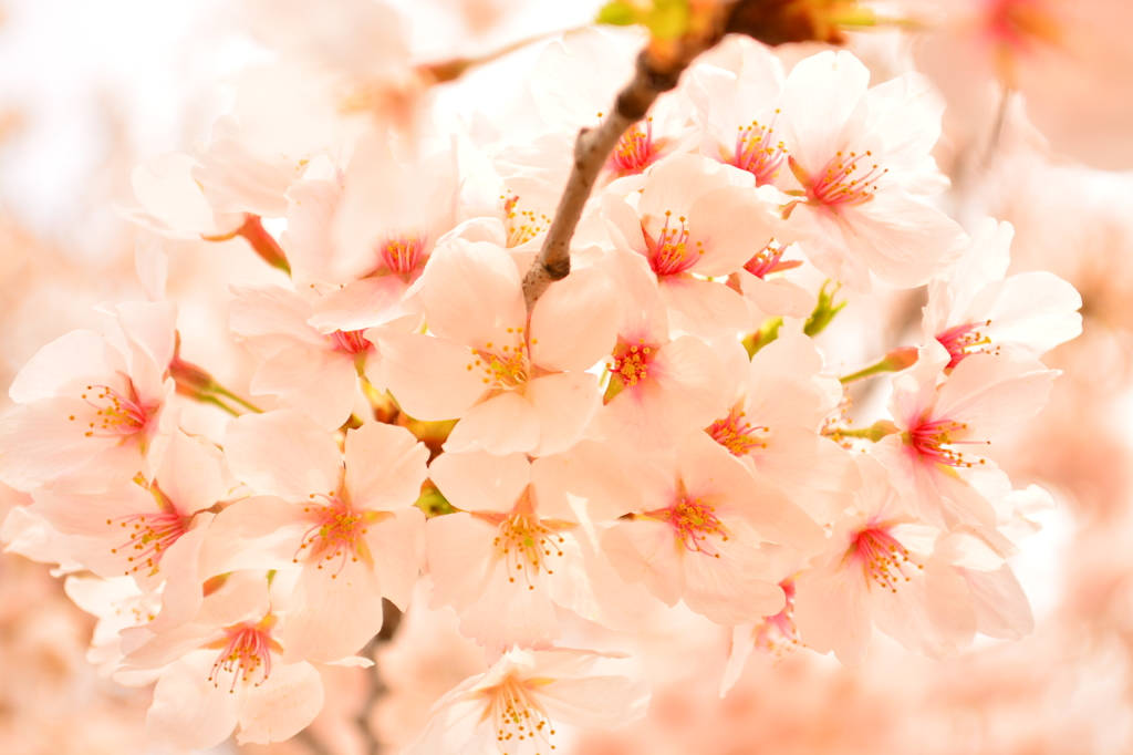 桜