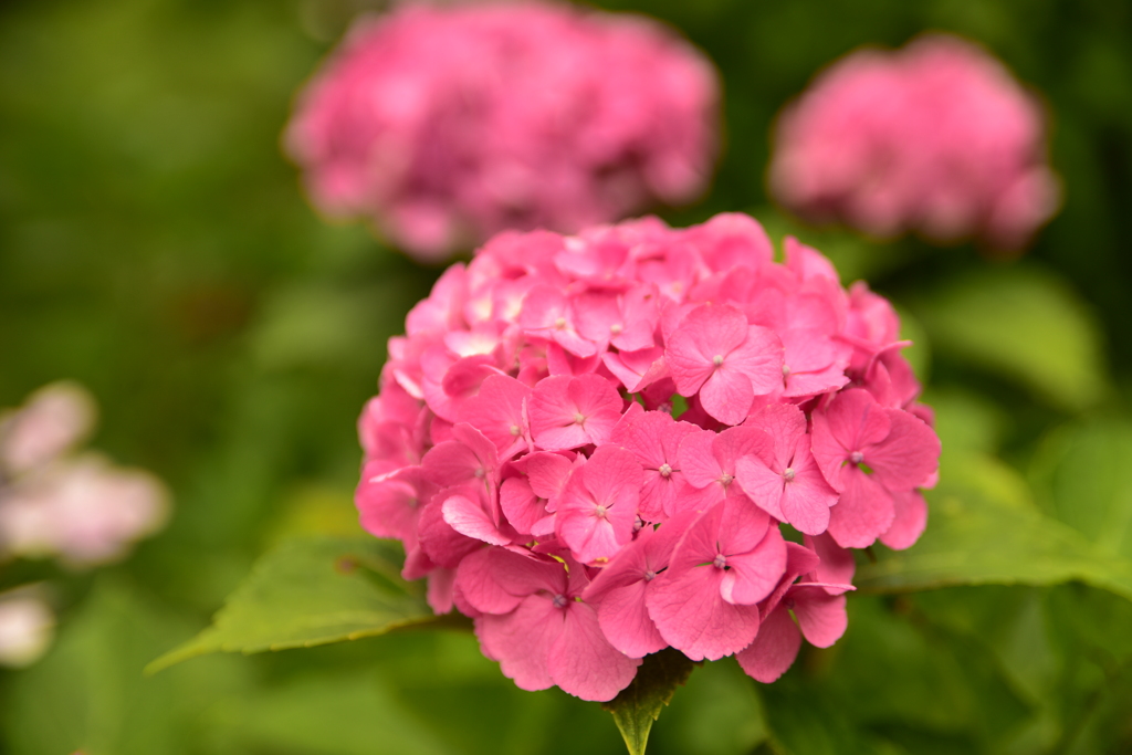 紫陽花に魅せられて。