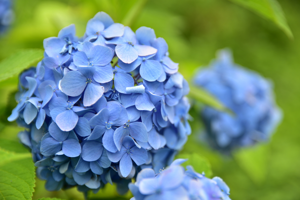 紫陽花に魅せられて。