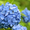 紫陽花に魅せられて。