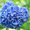 紫陽花に魅せられて。