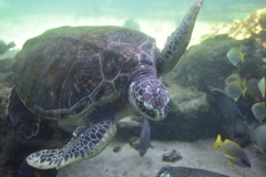 ウミガメ