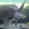 ウミガメ