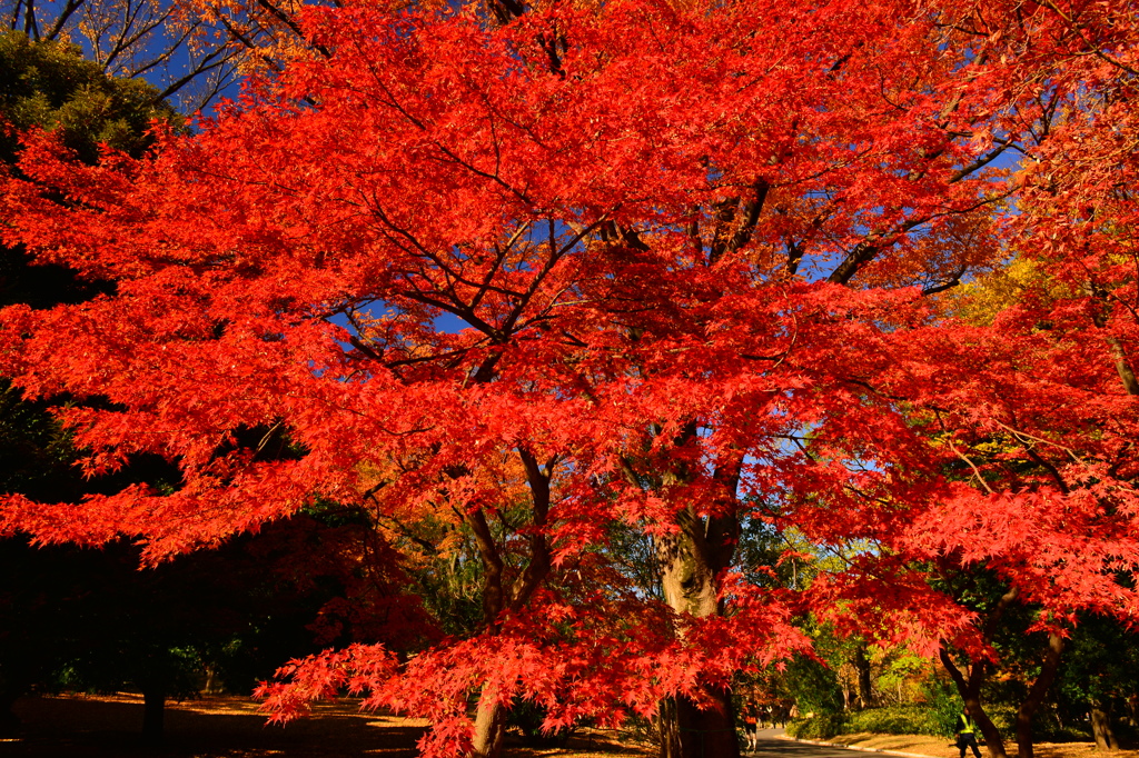 代々木公園