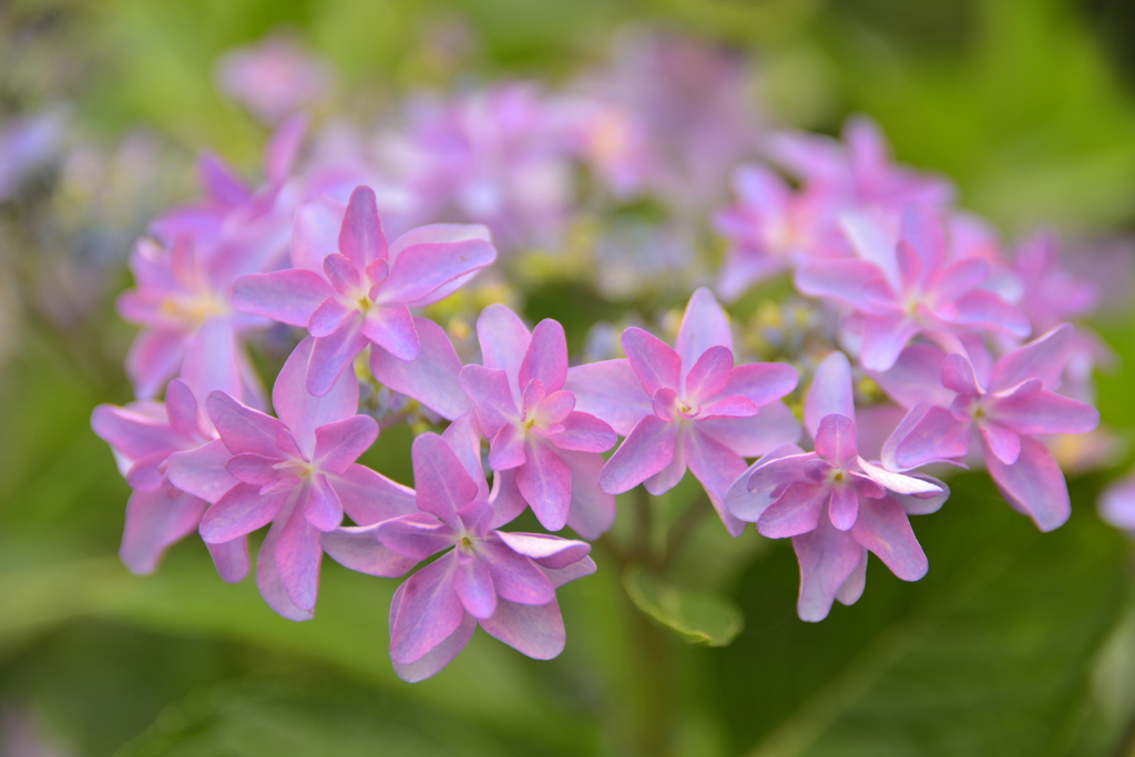 紫陽花に魅せられて。