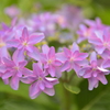 紫陽花に魅せられて。