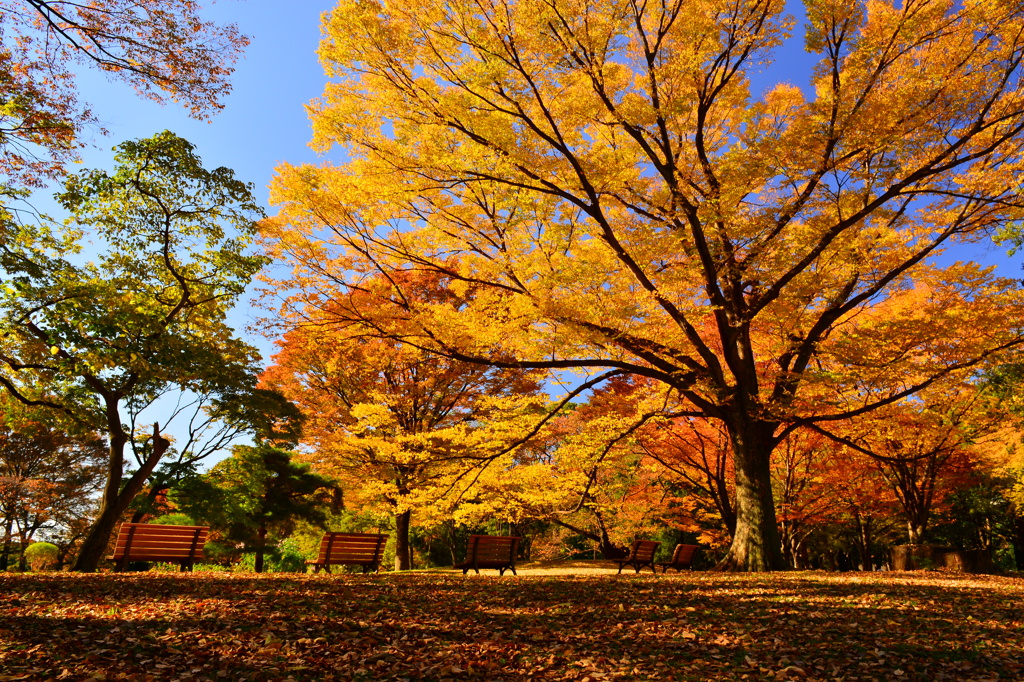 代々木公園