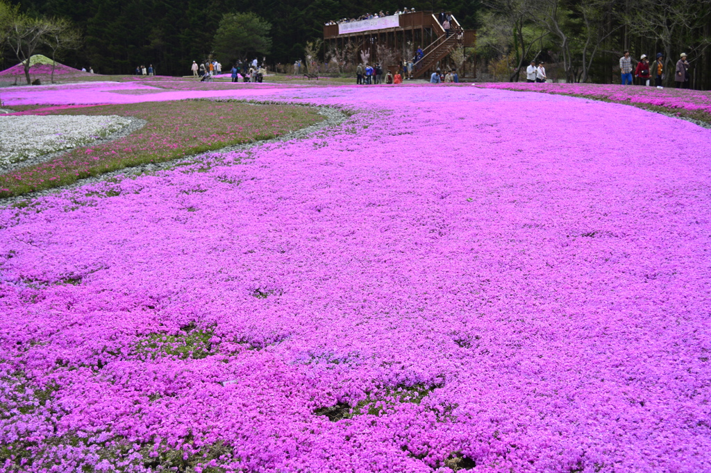 富士芝桜