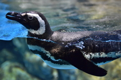 マゼランペンギン