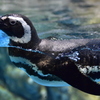 マゼランペンギン