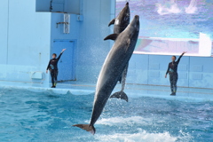 バンドウイルカ