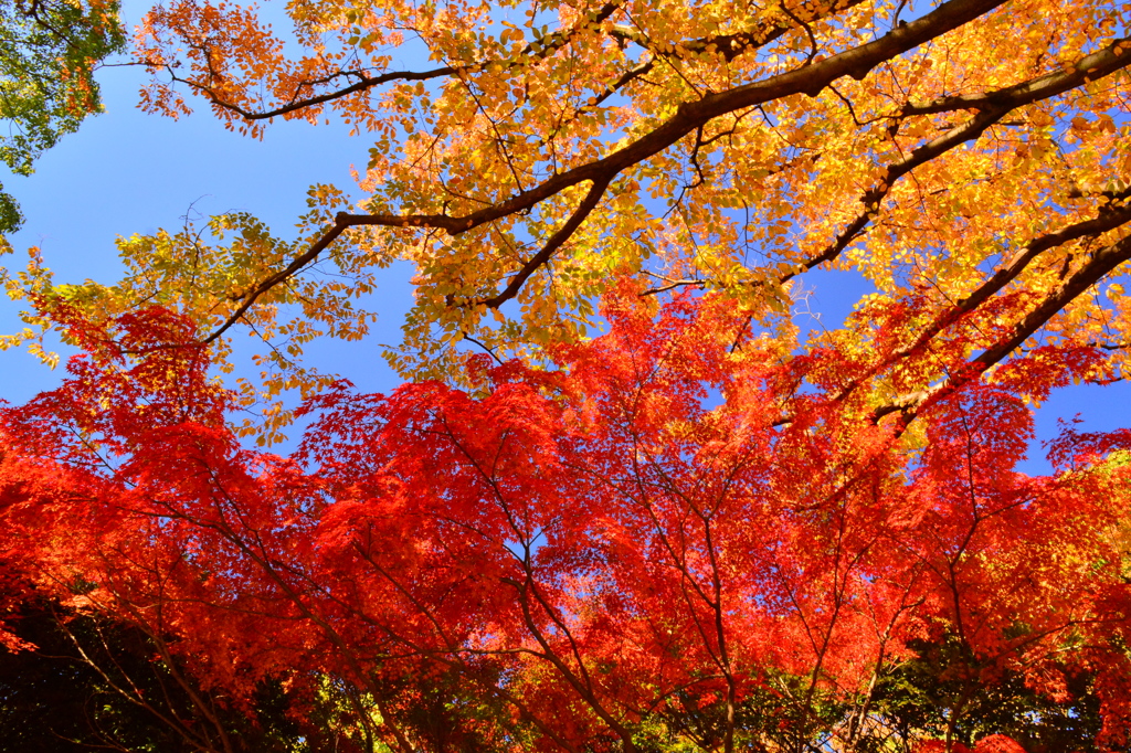 代々木公園