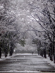 大阪で大雪